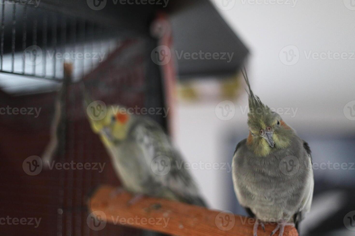 Cockatiel - Nymphicus hollandicus - couple sitting on a rod and watching curiously. Focus is on the female. photo