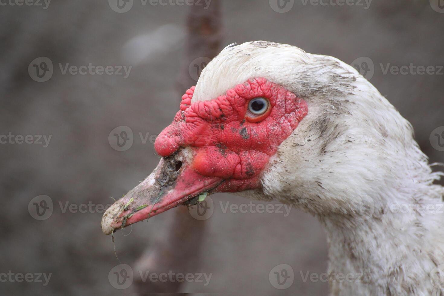 Close up of the red head of a domesticated Muscovy Duck - Cairina moschata. photo