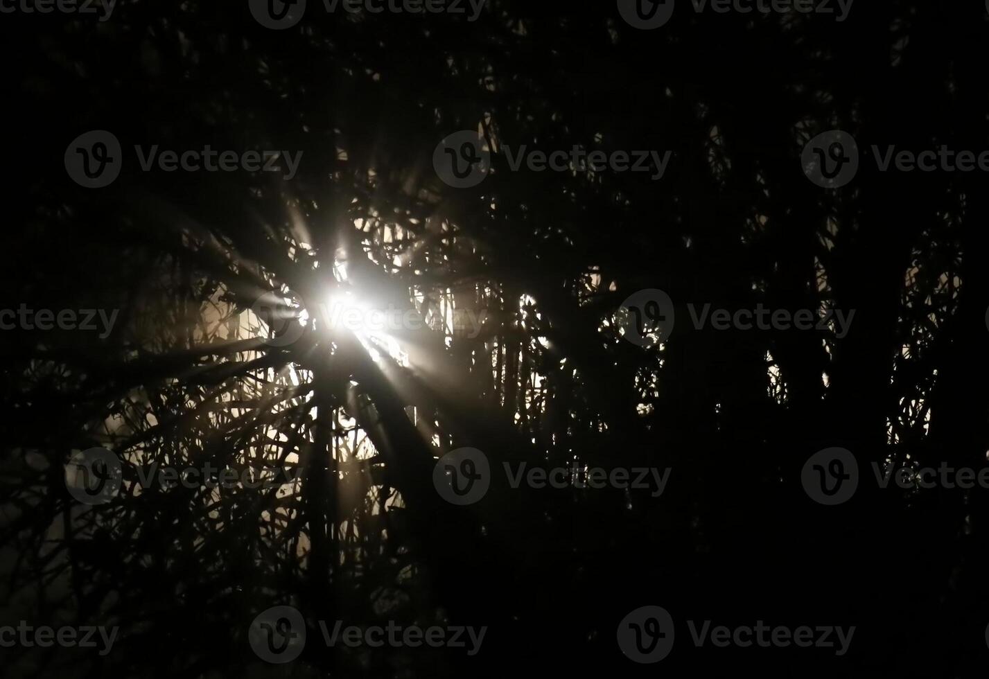 Blinding white light shining through tree in the night. photo