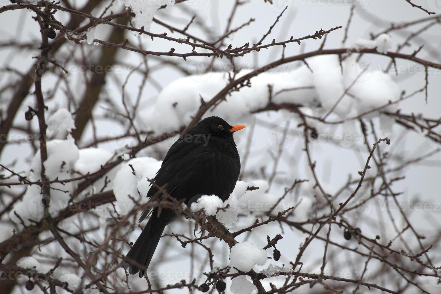 Common blackbird - Turdus merula - in winter sitting in a bald bush. photo