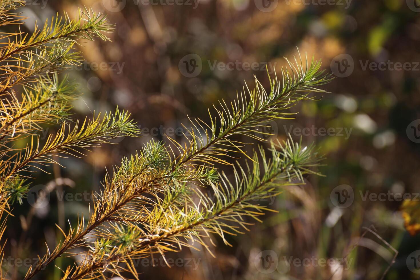 Detail of the twig of a spruce tree in autumn. photo