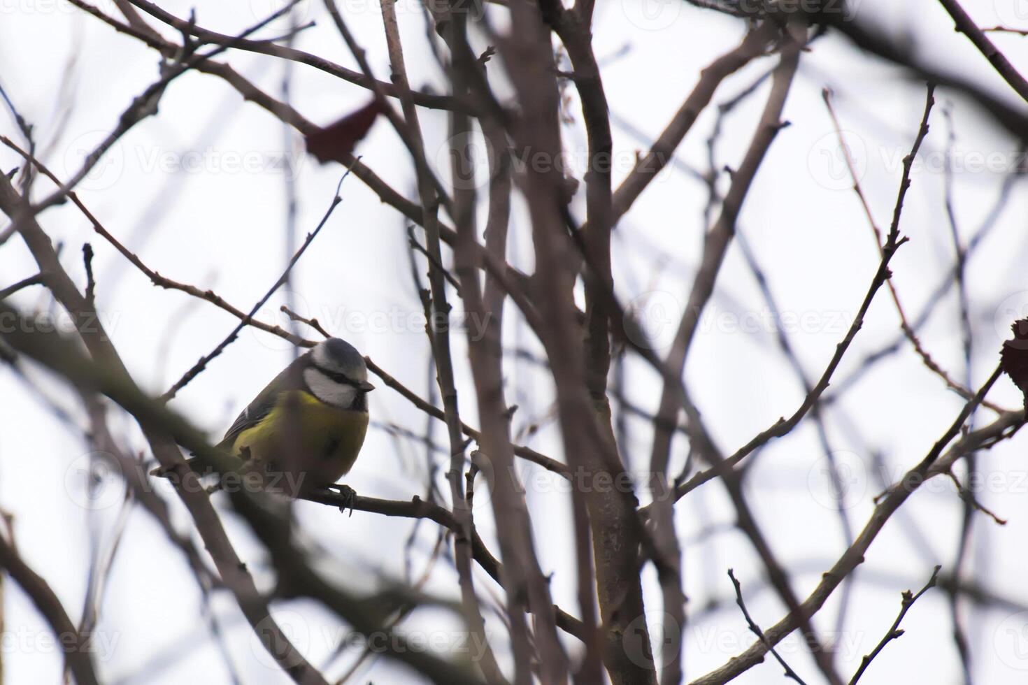 Eurasian blue tit - Cyanistes caeruleus - sitting in bare tree. photo