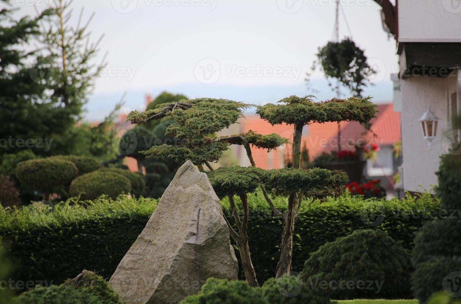 Small ornamental coniferous tree in bonsai style. photo