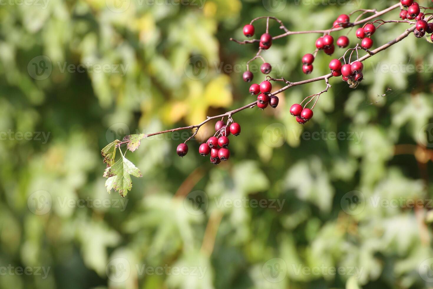 Ripe and edible red berries of the Hawthorn - genus Crataegus. The plants were found to be effective against heart disease photo
