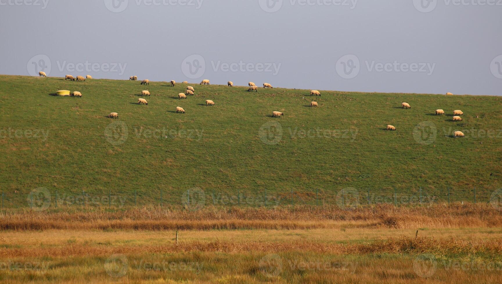 Sheep herd grazing on a meadow. photo