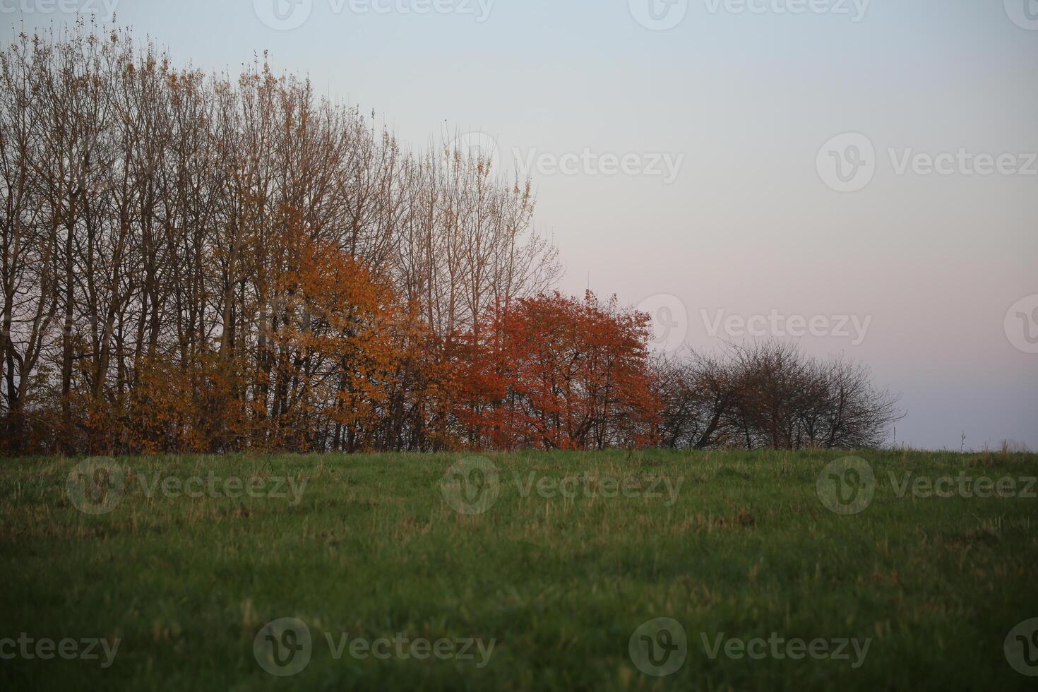Several autumn colored trees on a meadow. photo