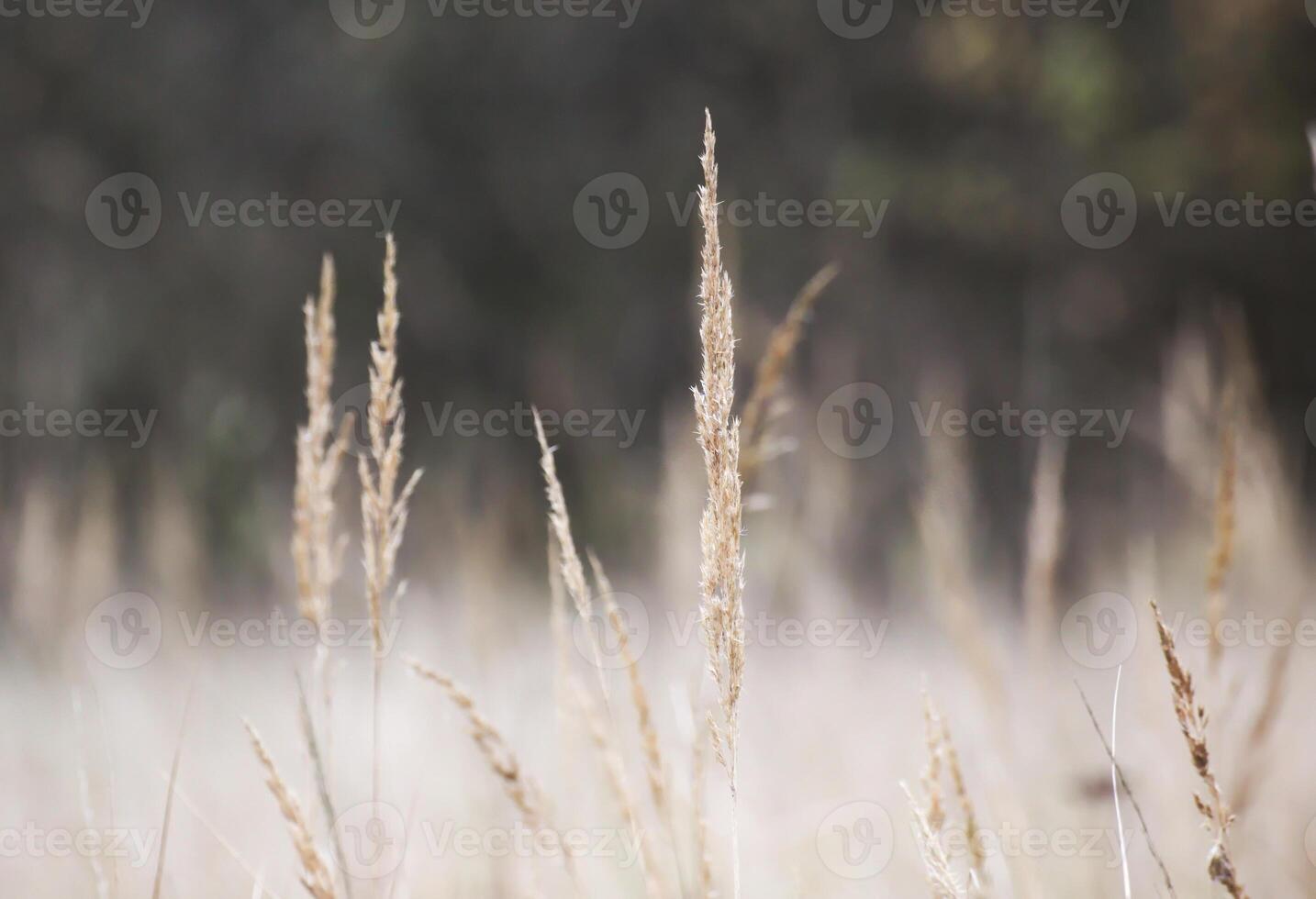 Reed spikes in autumn with defocused background. photo