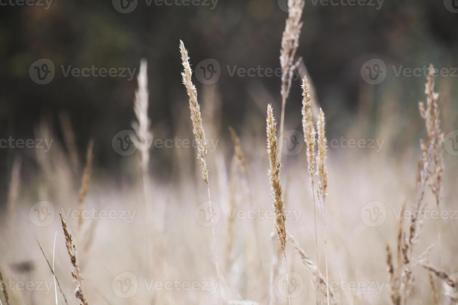 Reed spikes in autumn with defocused background photo