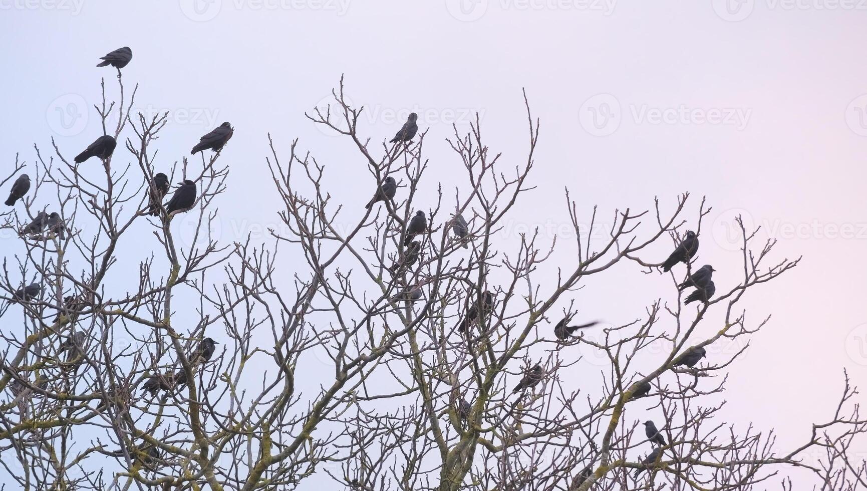 Rooks - Corvus frugilegus - and western jackdaws - Corvus monedula - sitting on bare winter tree photo