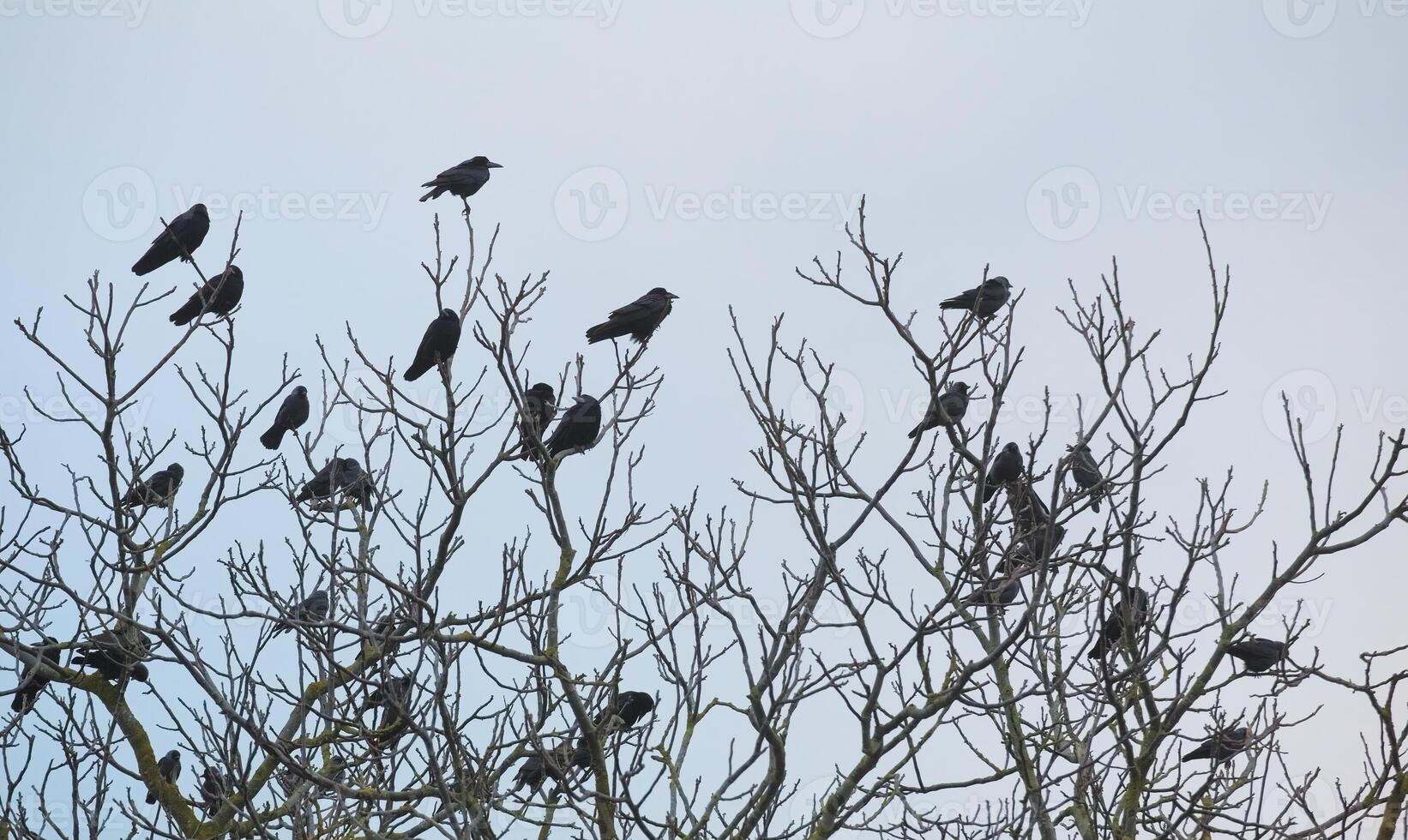 Rooks, Corvus frugilegus, and western jackdaws, Corvus monedula, sitting on bare winter tree photo