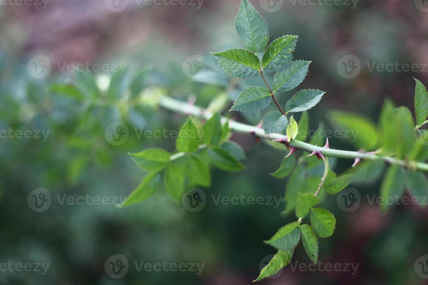 Thorny branch of a dog rose - Rosa canina. photo