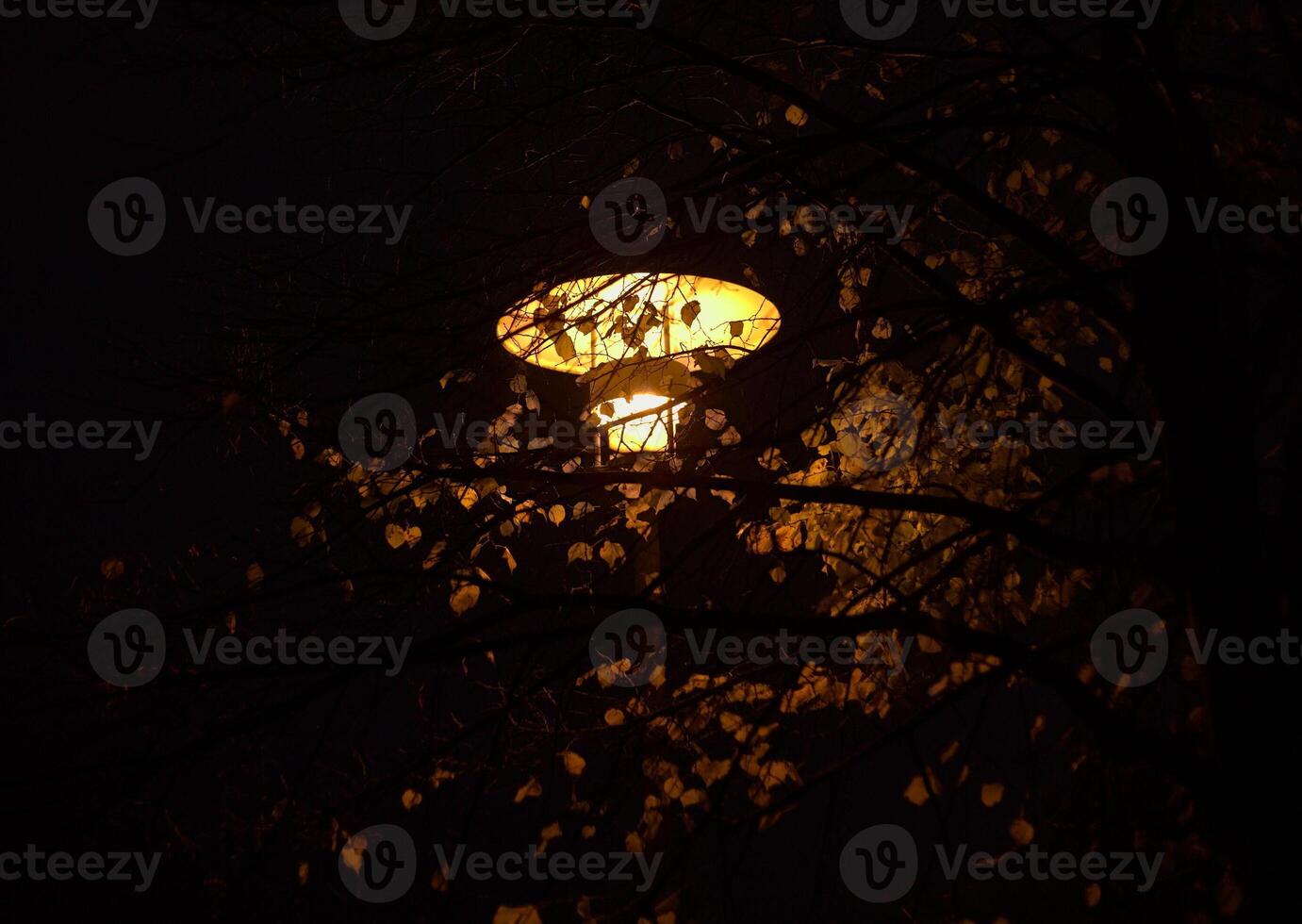 Street lamp in the night illuminating leaves of a tree. photo