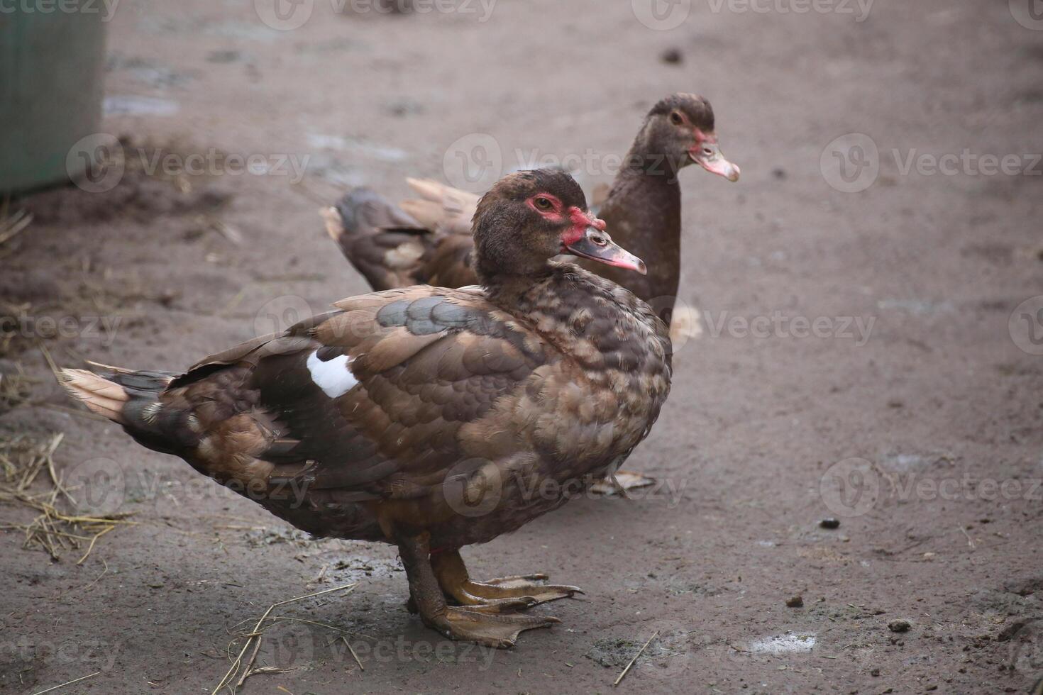 Two domesticated Muscovy Ducks - Cairina moschata - standing. photo