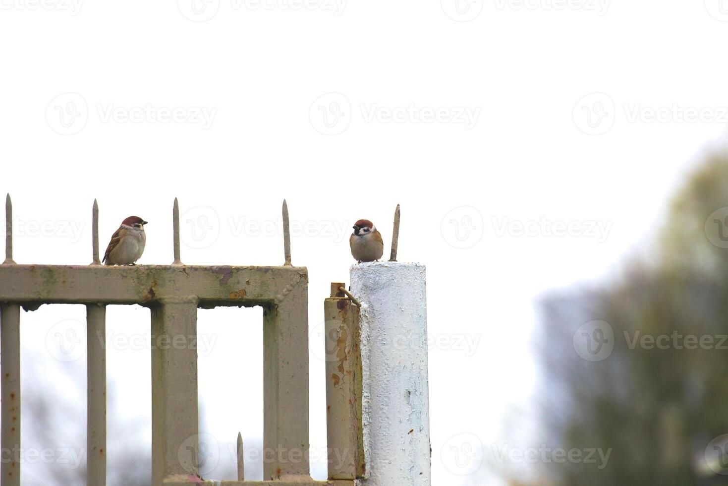 Two house sparrow - Passer domesticus - sitting on a metal gate in a garden. photo