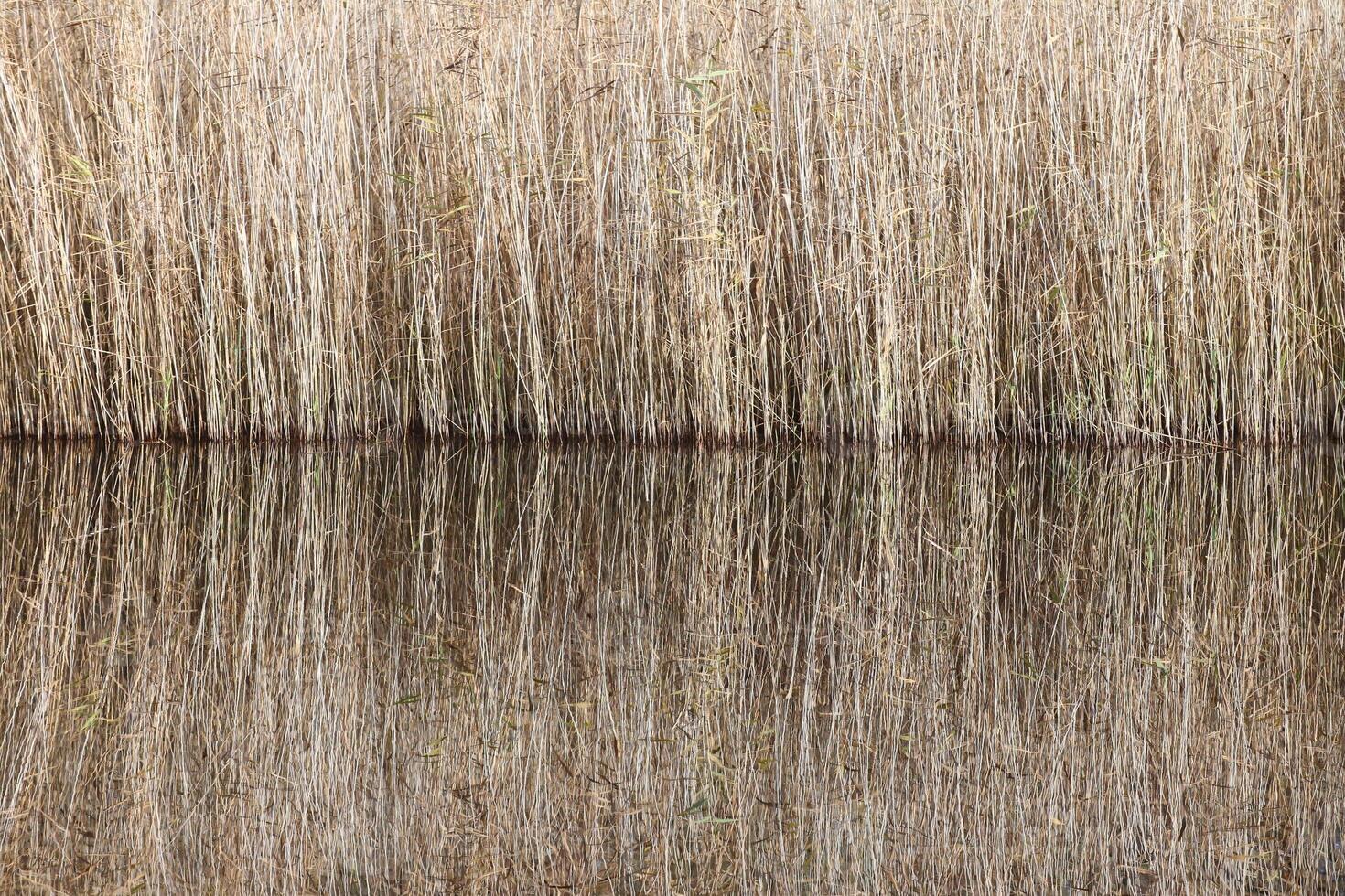 Symmetric reflections of reed at the edge of a lake. photo