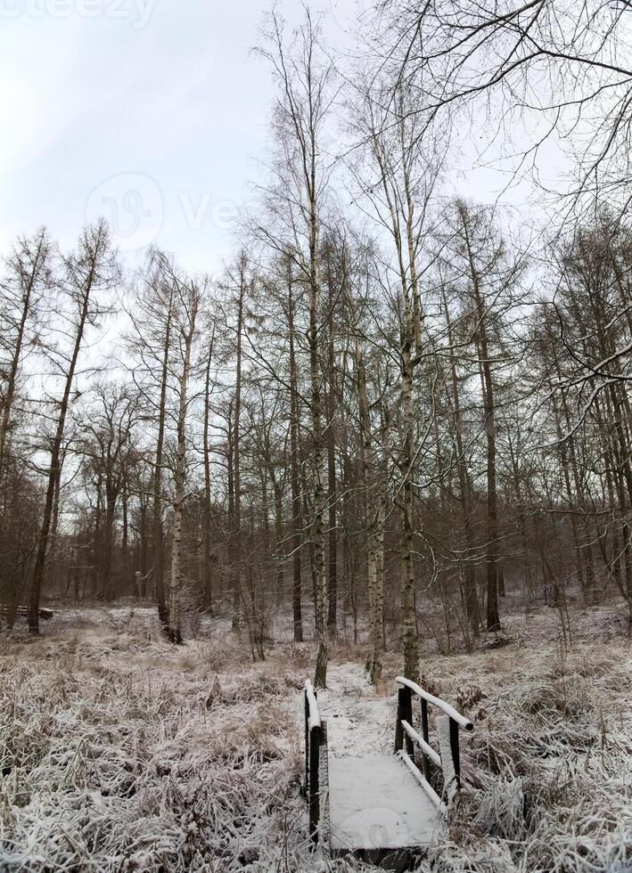 Small wooden bridge near the Kollyteiche on the Huy in Saxony-Anhalt, Germany. photo