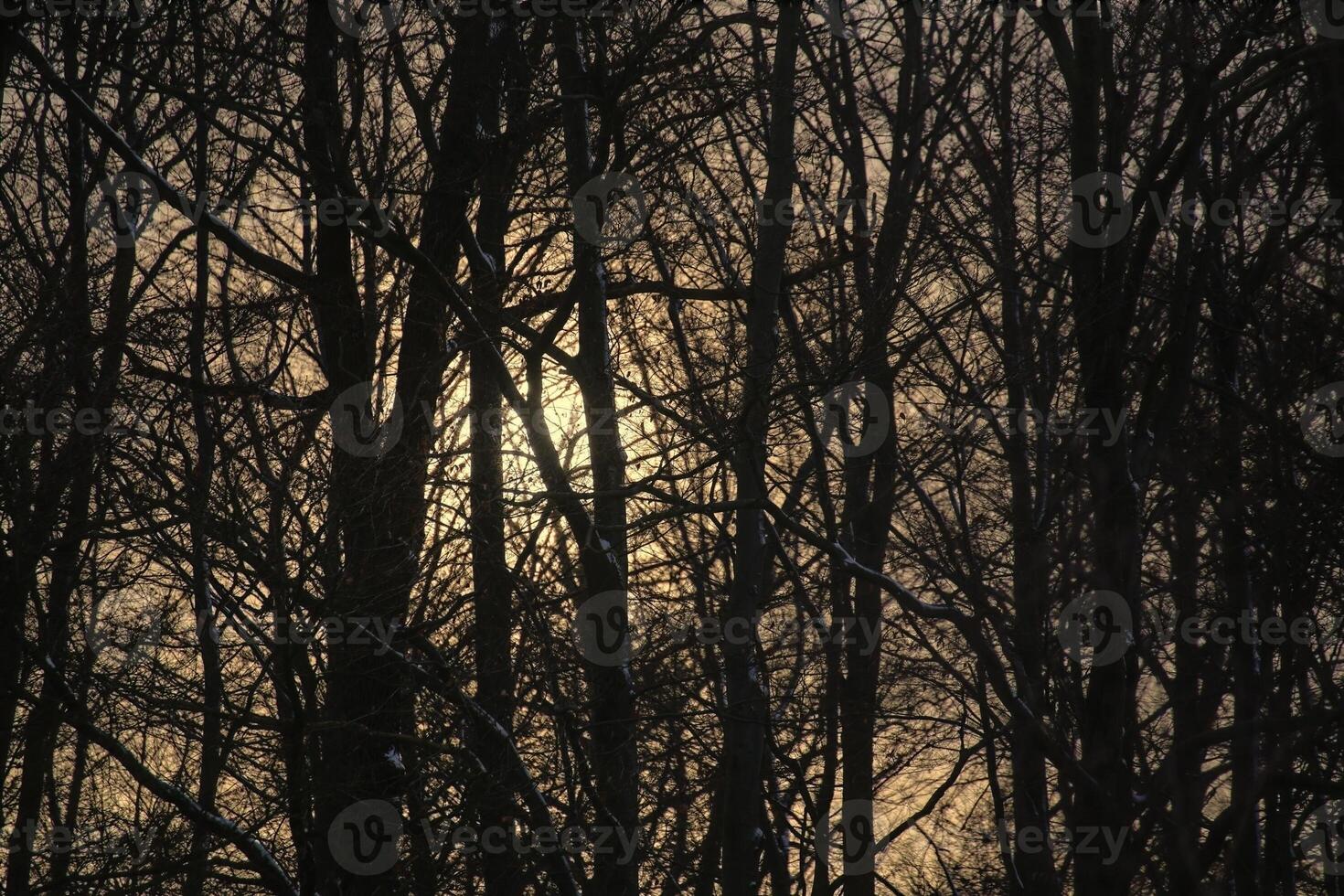 The sun descends behind a bare winter forest. photo