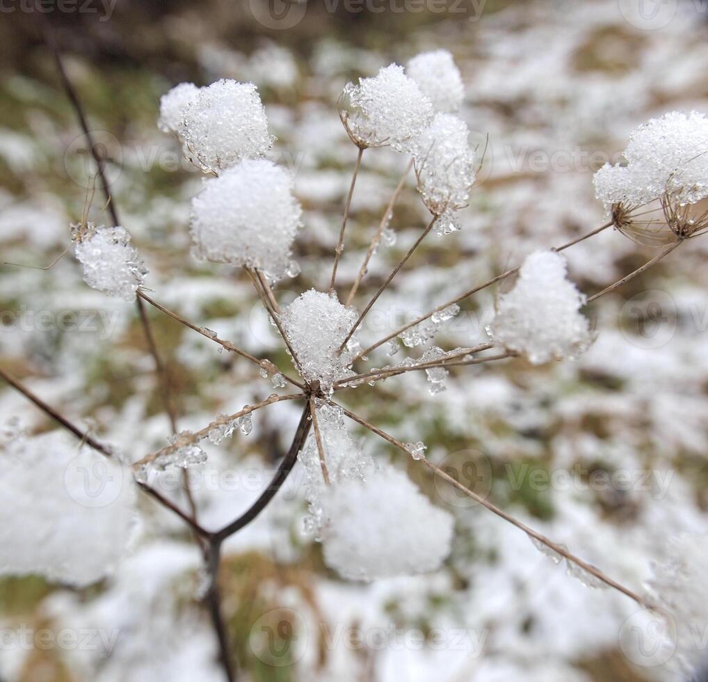Snow sticking on an umbel. Creative perspective from inside the umbel using a wide angle lens. photo