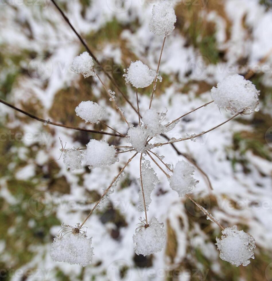 Snow sticking on an umbel. Creative perspective from inside - above the umbel using a wide angle lens. photo