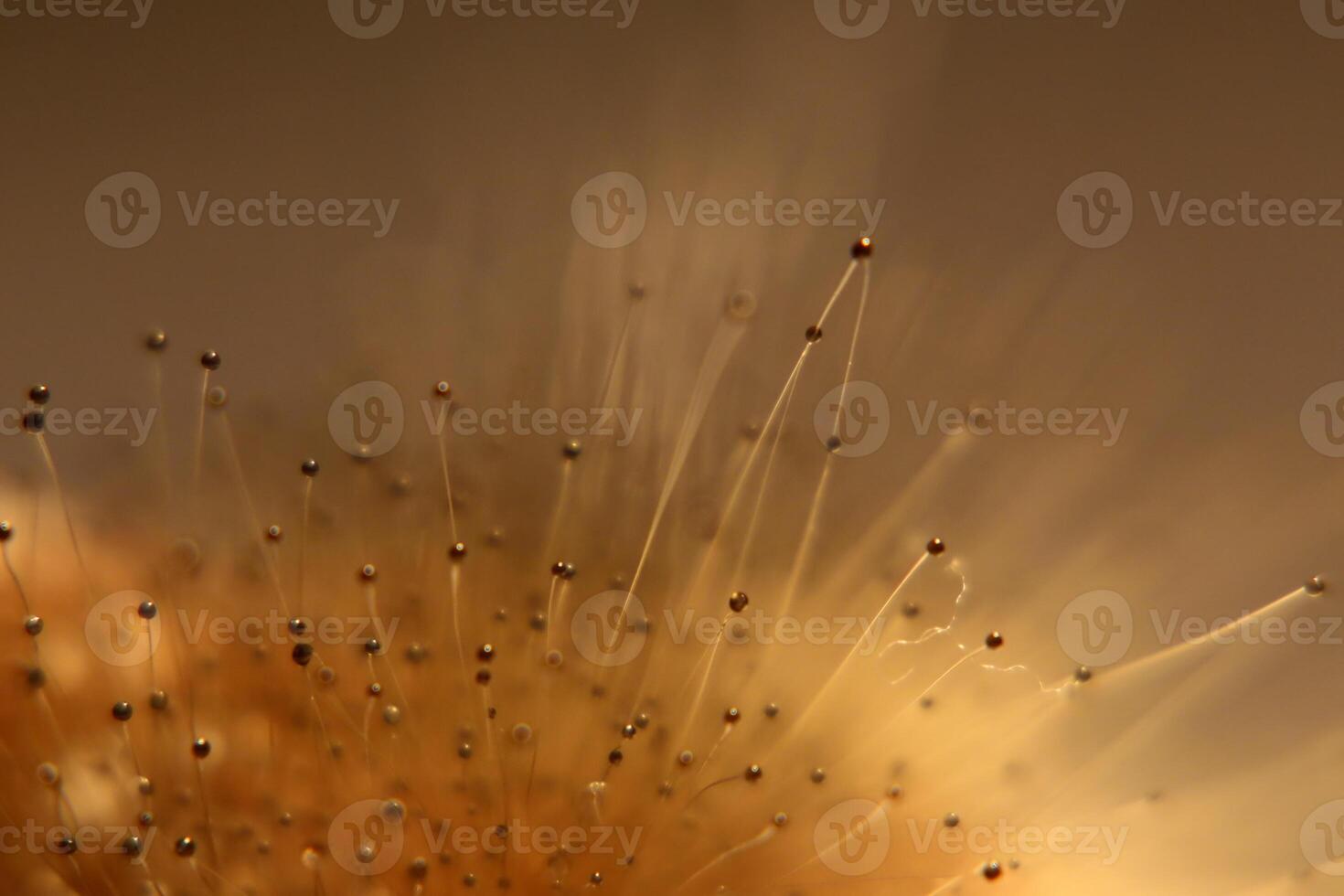 Macro of fruit body of Spinellus fusiger, a zygote fungus. photo