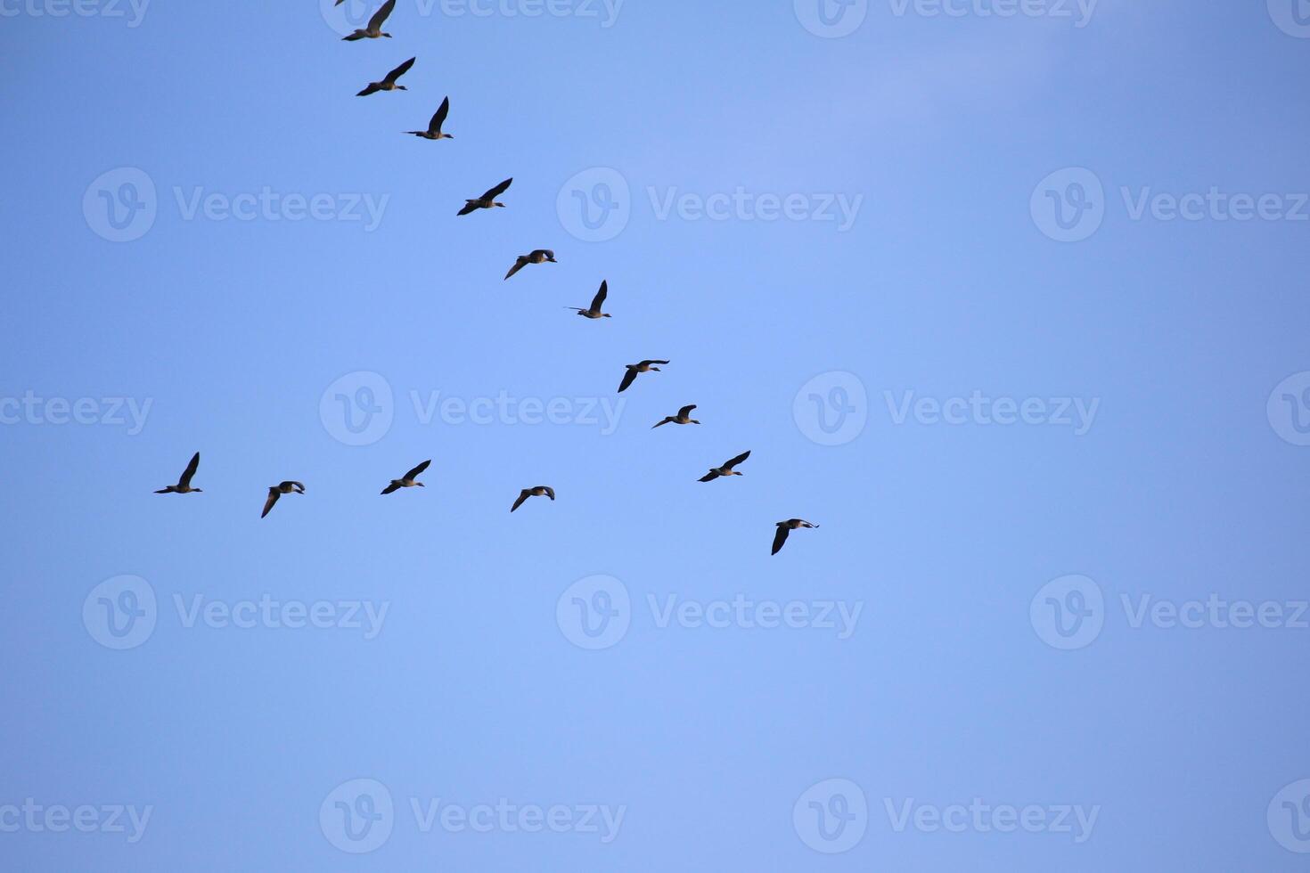 Flock of graylag geese - Anser anser - migrating to the south. photo