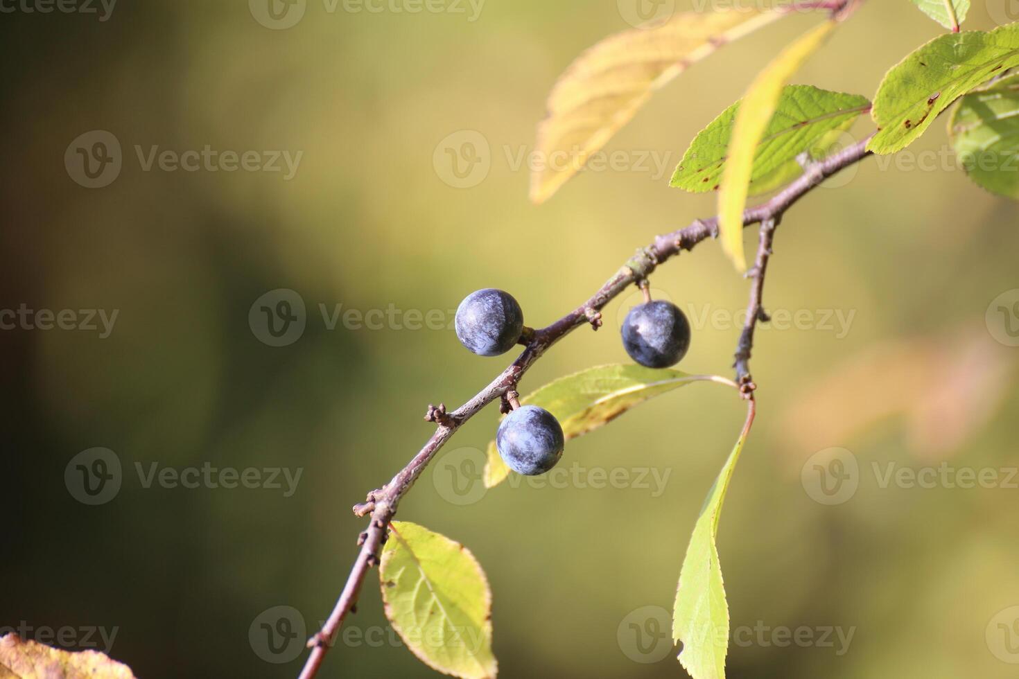 Fruits of the blackthorn - Prunus spinosa. photo