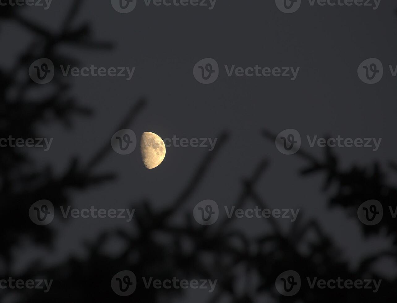 Partial moon with silhouette of coniferous twigs. photo