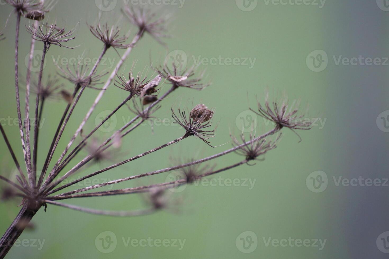 Umbel in fall bearing seeds. photo