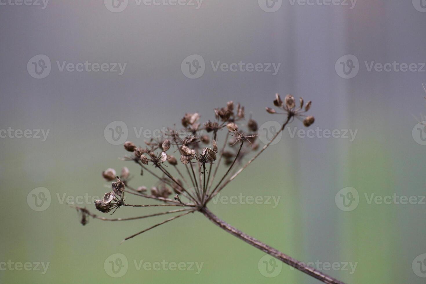 Umbel in fall bearing seeds photo