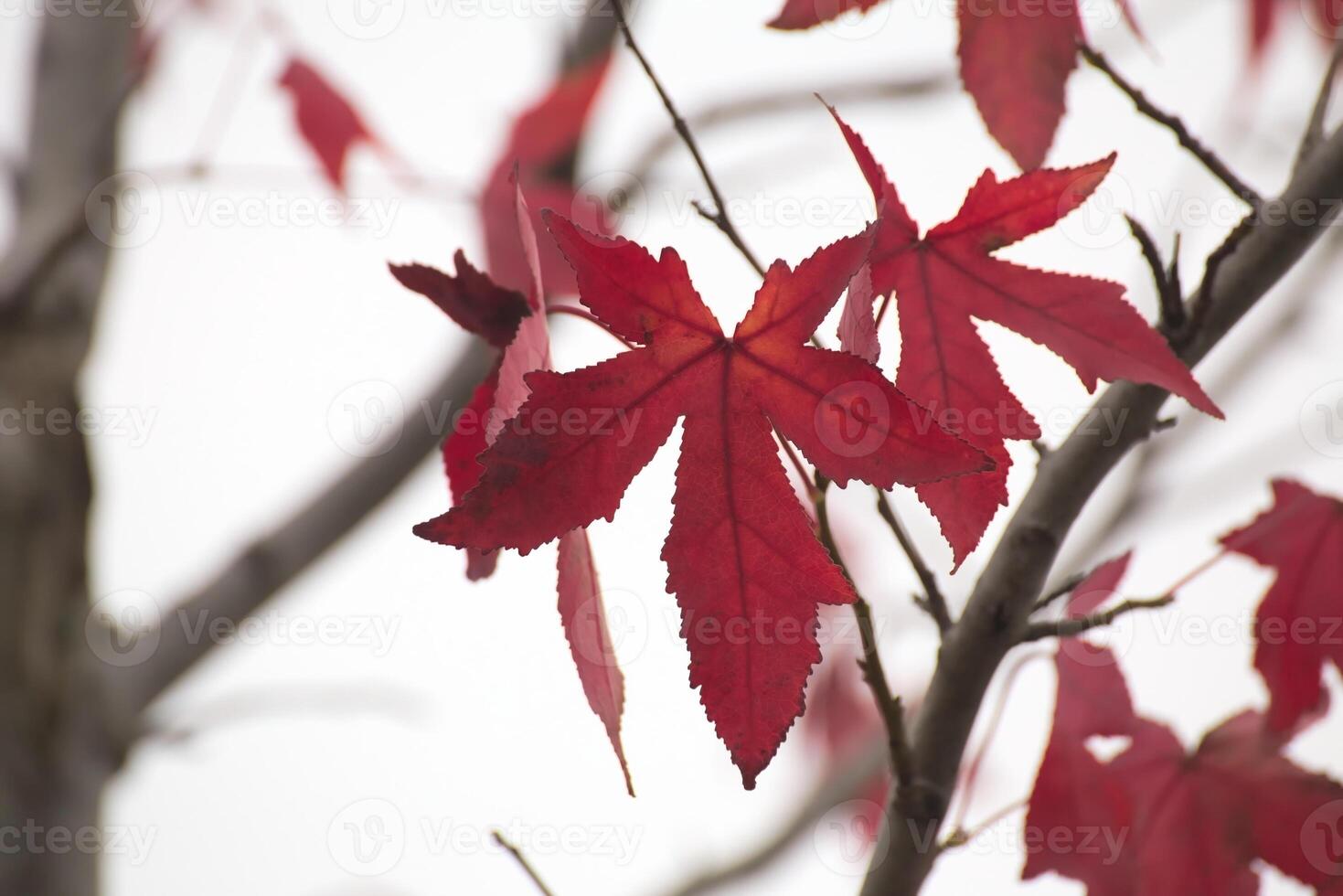 Ornamental maple leaves in autumn in front of white sky. photo