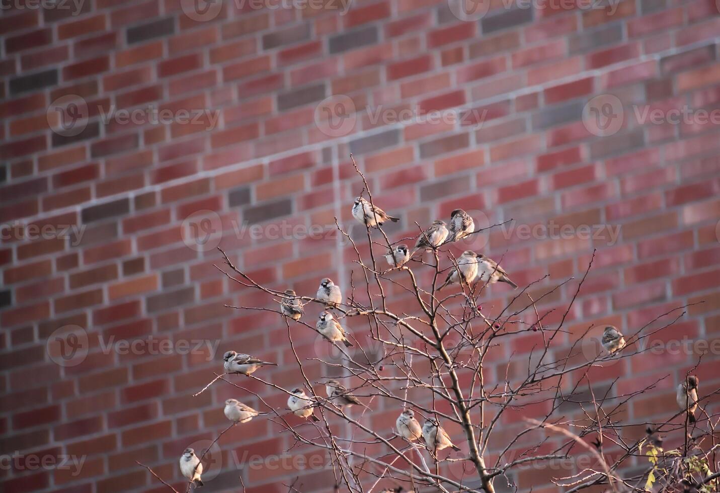 Many house sparrows - Passer domesticus - sitting in a bald tree in front of red clinker wall. photo