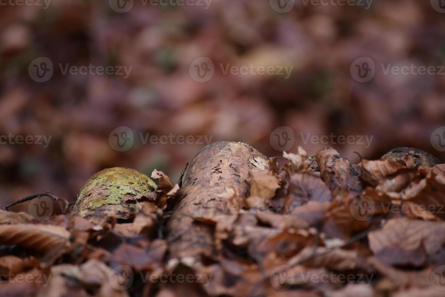 Leaves and wood in a beech forest. photo