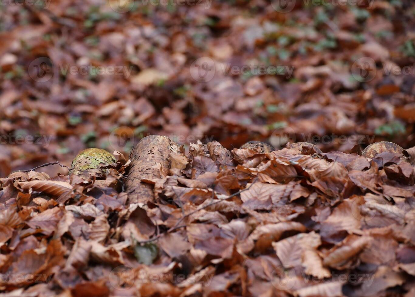Leaves and wood in a beech forest photo