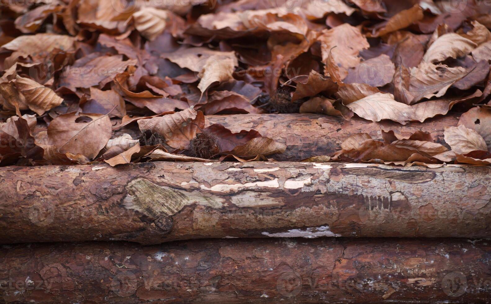 Leaves and wood in beech forest. photo