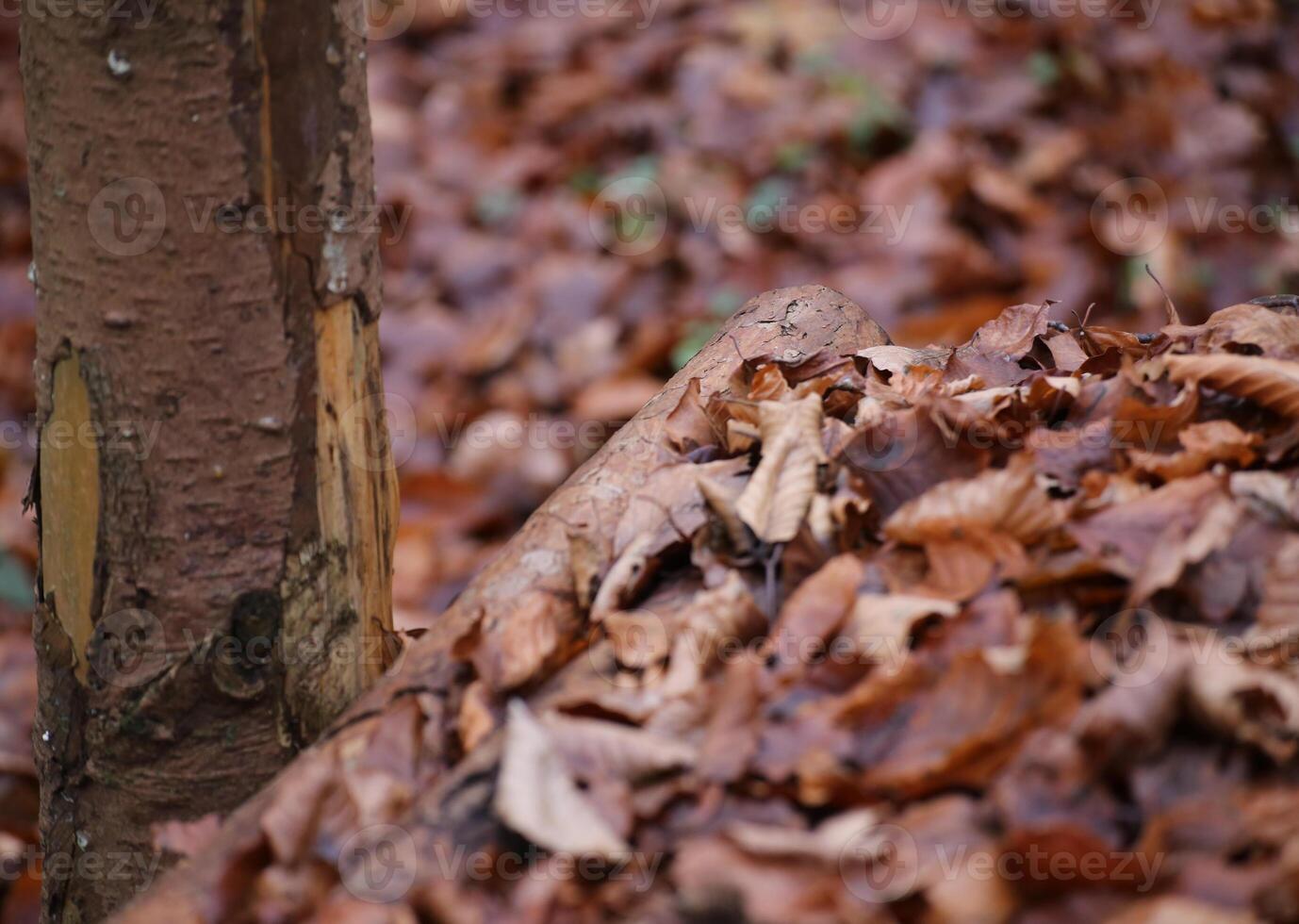 Leaves and wood in beech forest photo