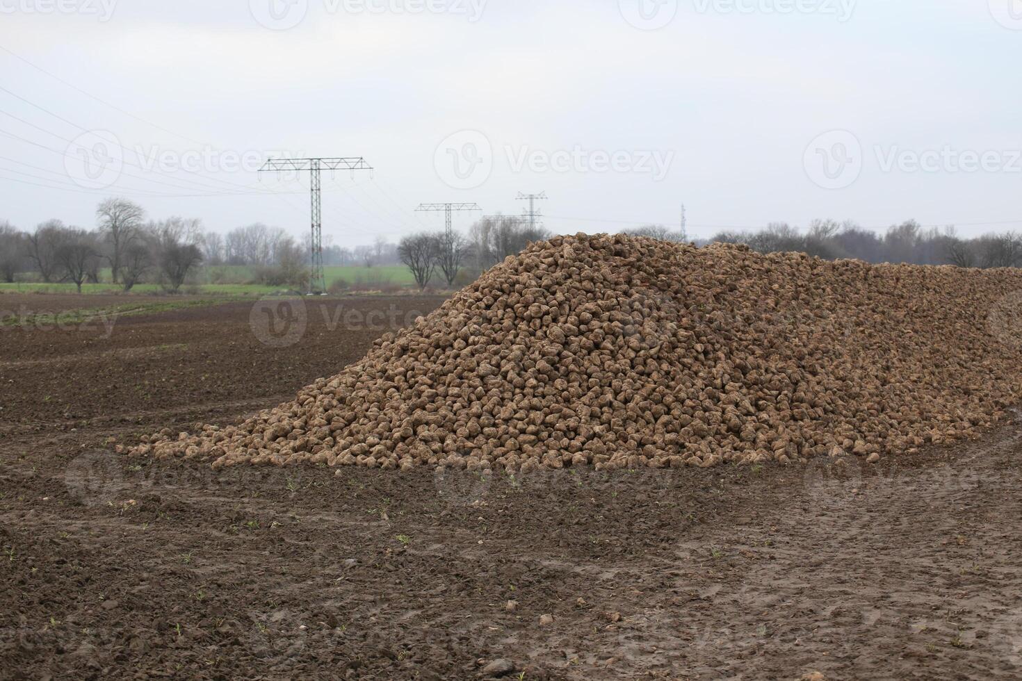 Pile of harvested sugar beets lying on a field in Germany. photo