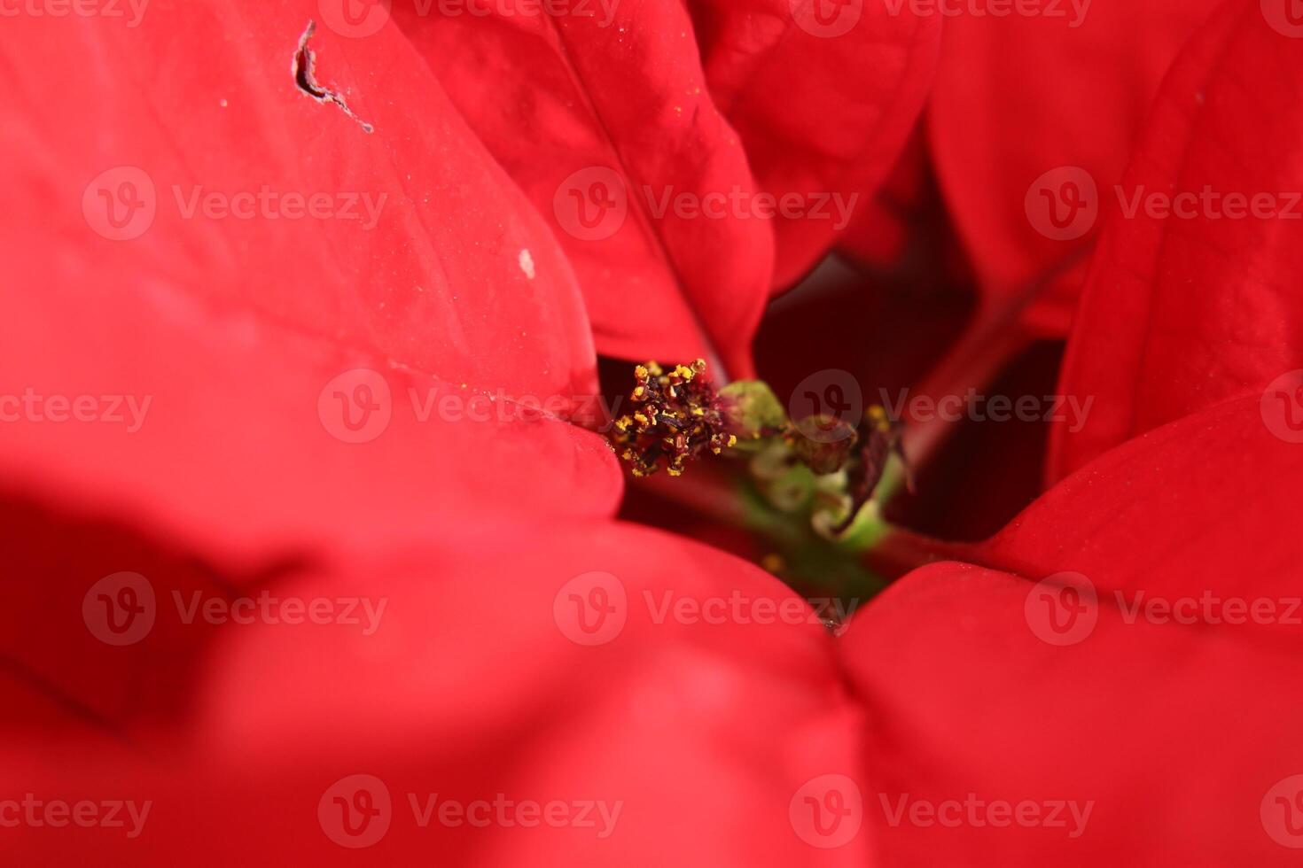 Macro of a poinsettia - Euphorbia pulcherrima - inflorescence. photo