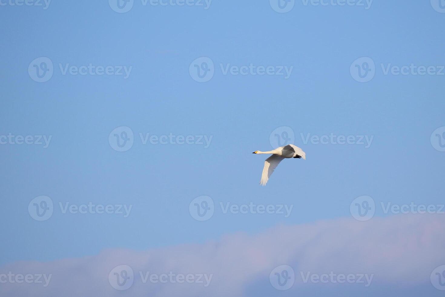 Whooper swan - Cygnus cygnus - flying on blue sky. photo