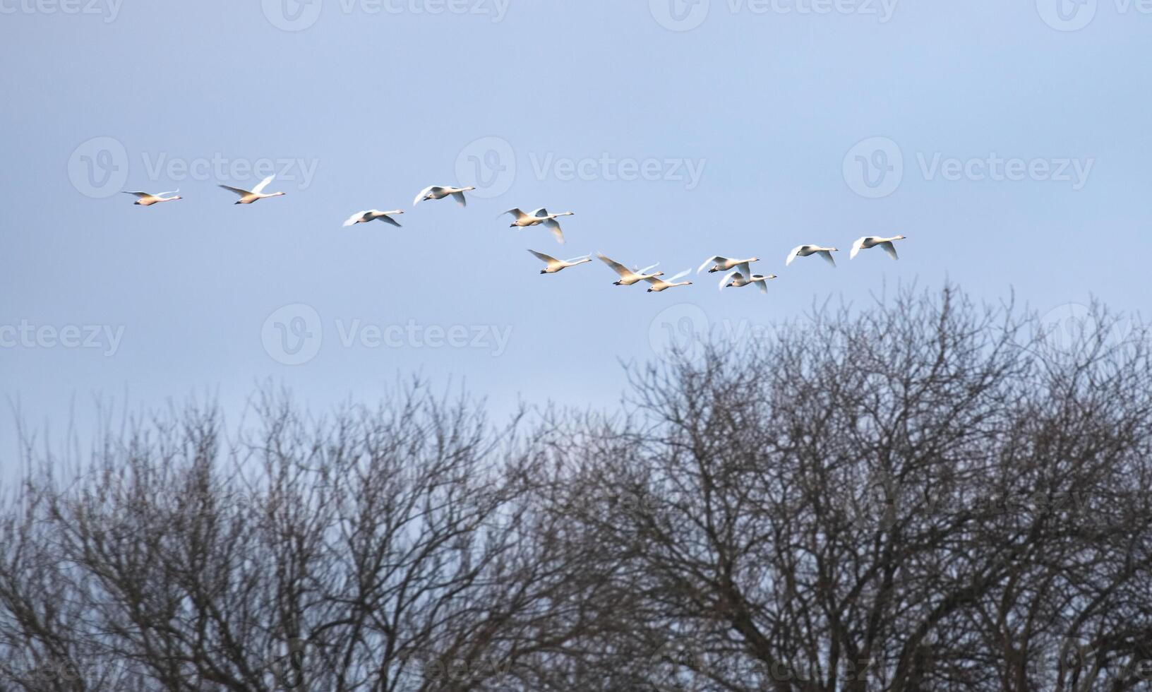 Flock of migrating mute swans - Cygnus olor. photo