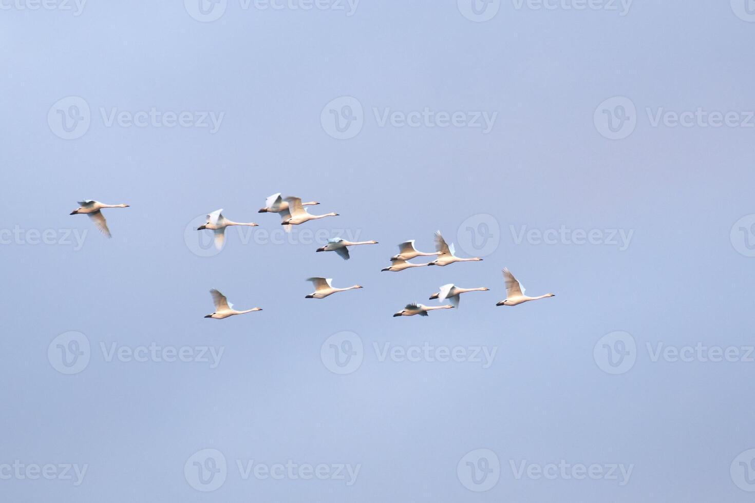 Flock of migrating mute swans - Cygnus olor photo