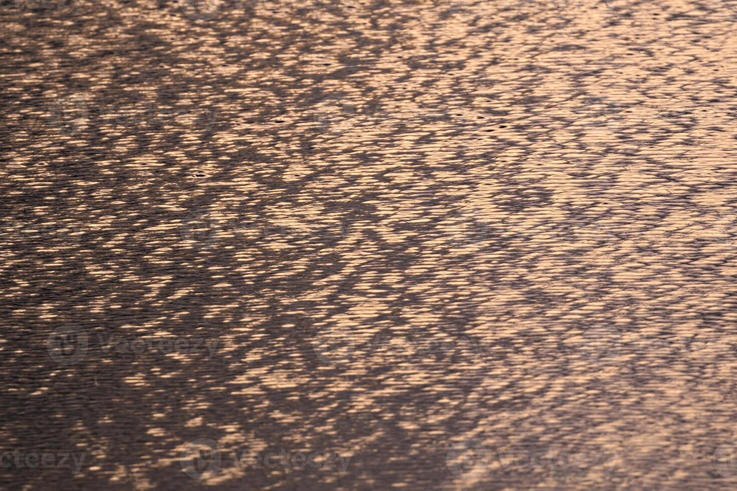 Golden reflections of sunset on rippled lake photo