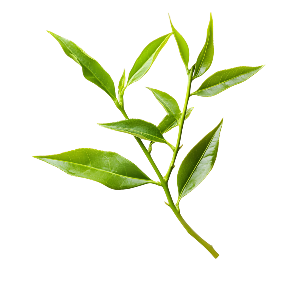 Loose Chinese Tea Leaves for Brewing png