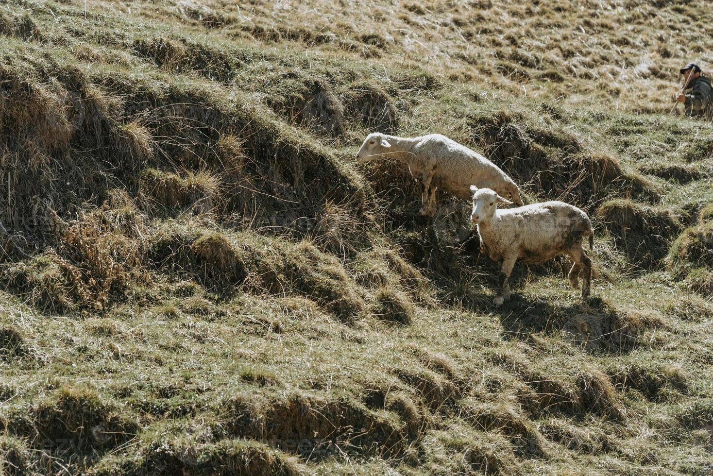 Herd of beautiful mountain sheep grazing on hilly green meadow, farm animals walking photo