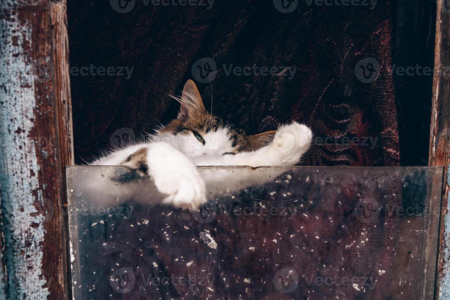 Cute fluffy cat lie on curtain behind window glass, pet resting, village kitten photo