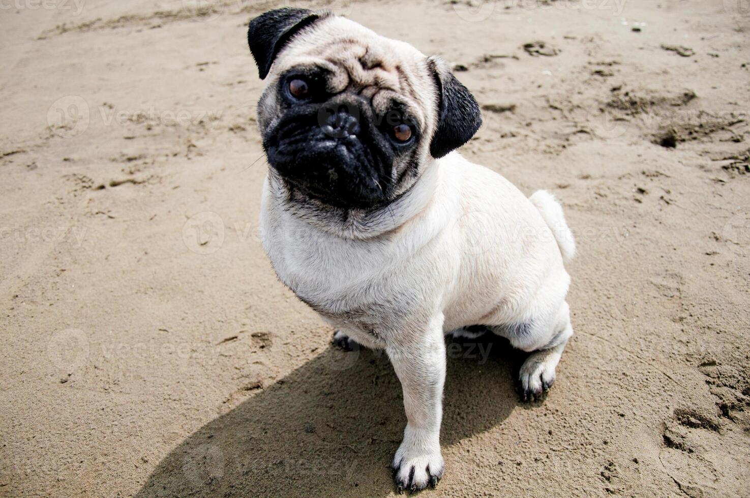 Cute pug dog sitting on beautiful sandy beach and look at camera, pet walking photo
