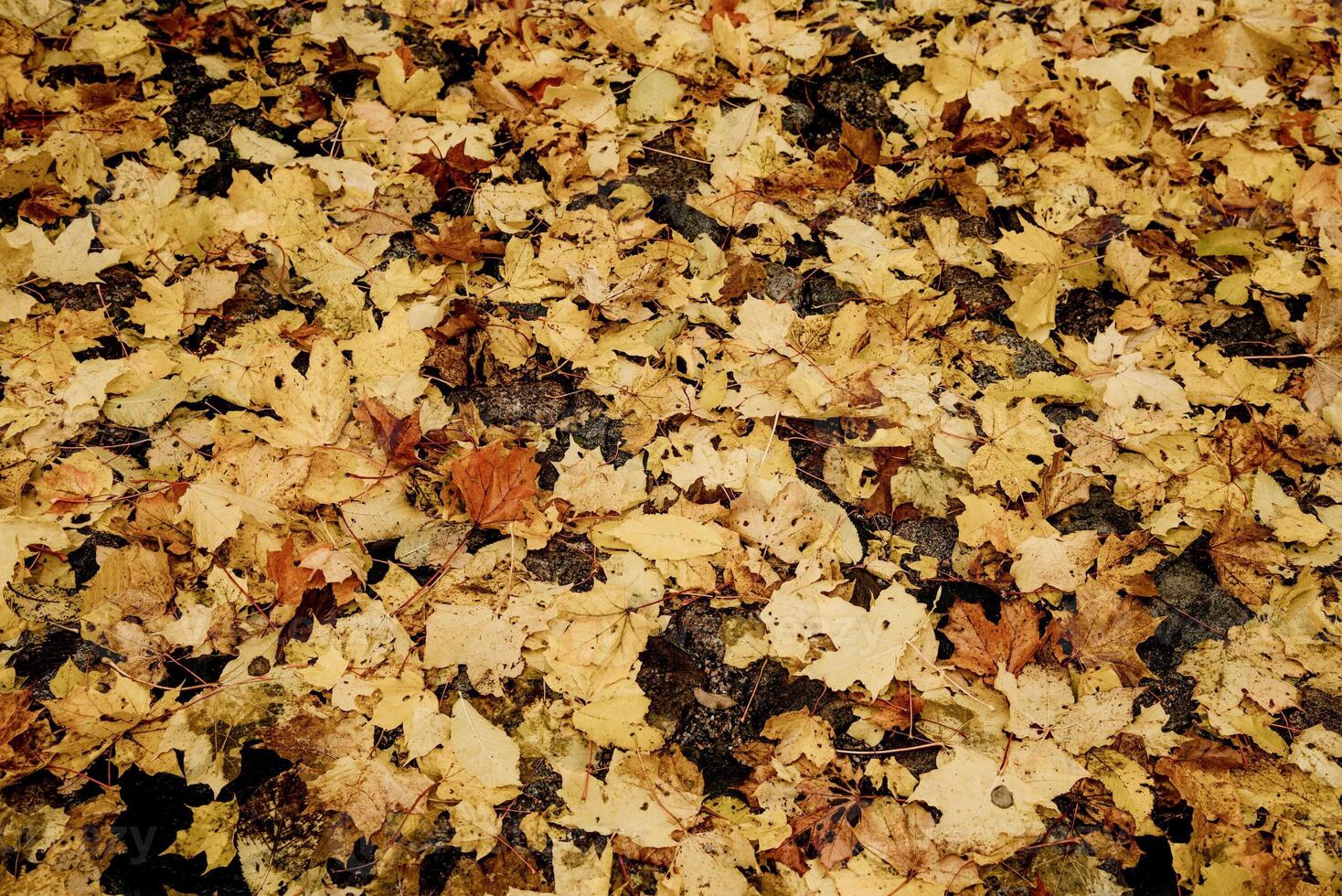 Yellow cute leaves lie on road, late autumn in city, foliage have fallen from trees photo