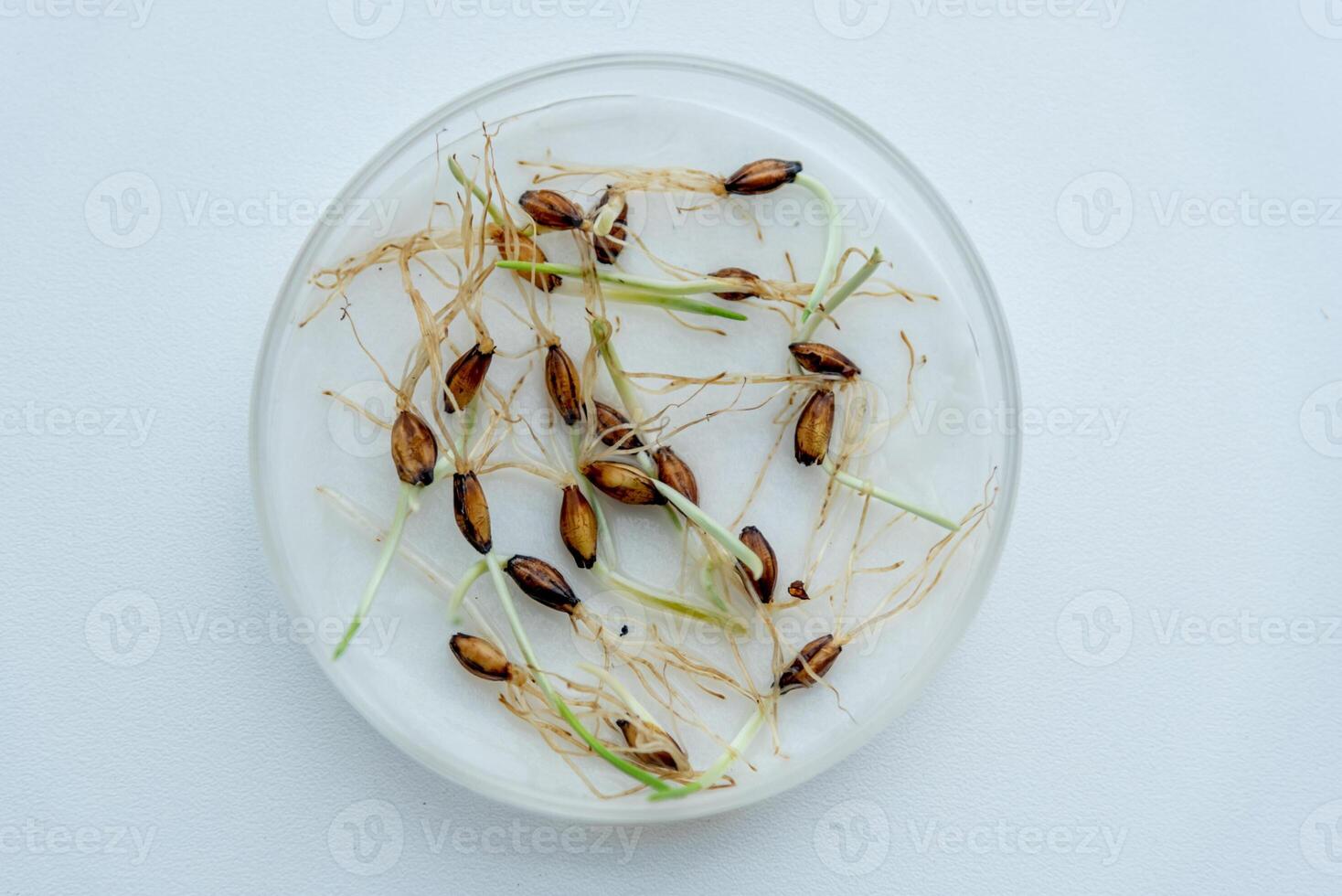Glass petri smart dish with sprouted seeds on white surface table in laboratory photo
