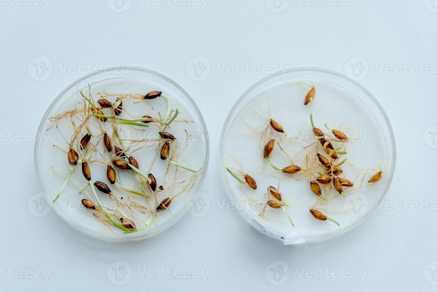 Glass petri dish smart with sprouted seeds on white surface table in laboratory photo