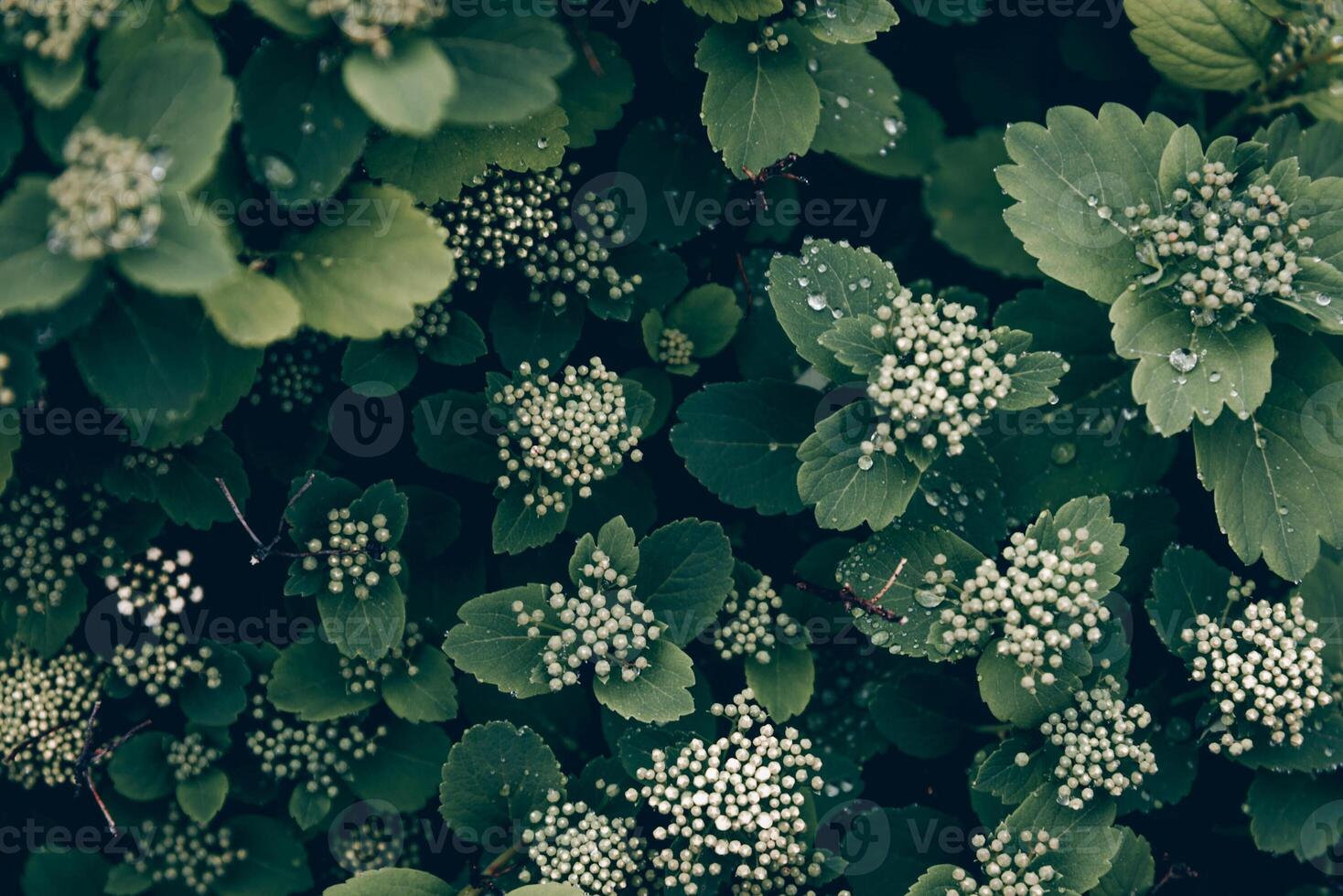White nice small wildflowers with big green leaves, cloudy day in forest photo