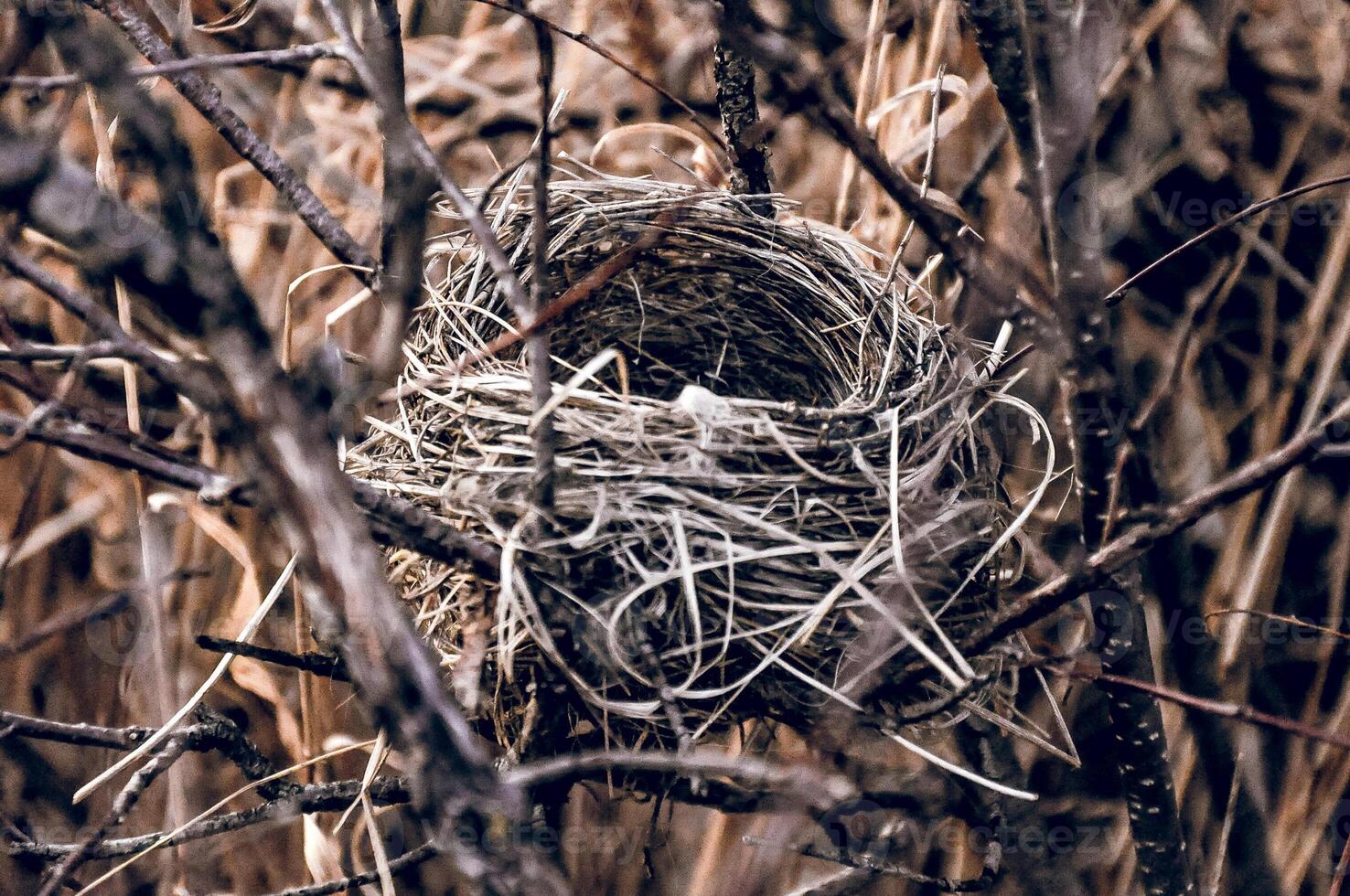 Empty small nice bird nest lies in dry branches tree, close up wildlife photo